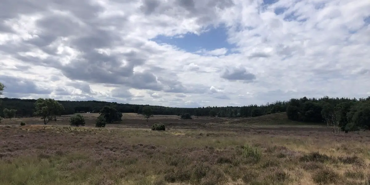 Het uitzicht op de heide vanaf de Ramenberg op de Veluwe.