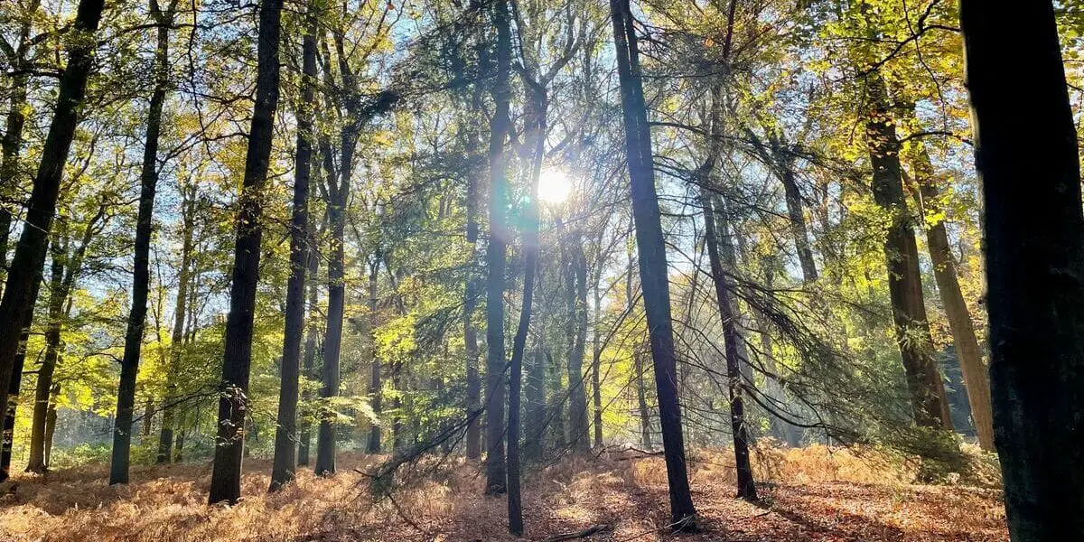 De zon schijnt door de bomen tijdens de Winterserie Hart van Brabant.