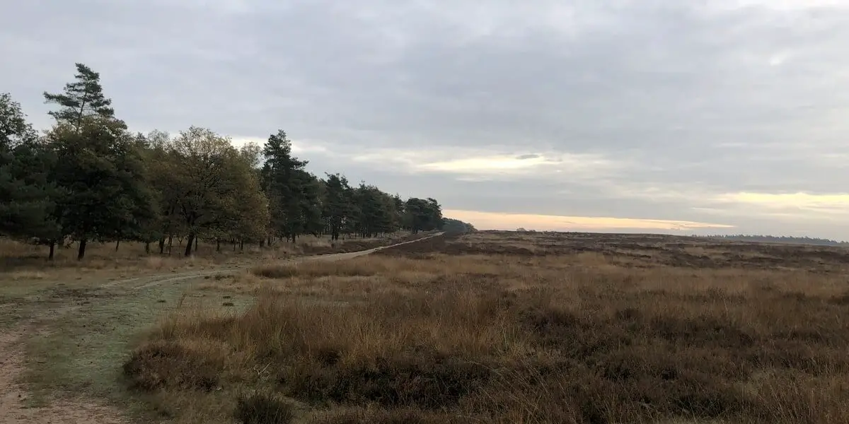 De heide in het Deelerwoud, gezien tijdens de Trage Tocht Deelerwoud.