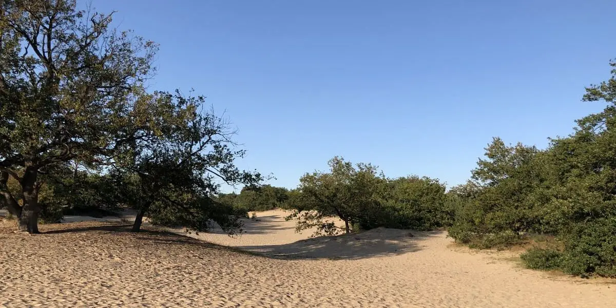 Het stuifzand, waar ook de Roestelberg onderdeel van uit maakt, in de Loonse en Drunense Duinen.